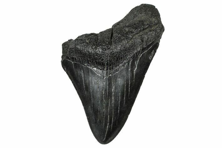 Partial Fossil Megalodon Tooth - Serrated Blade #374261